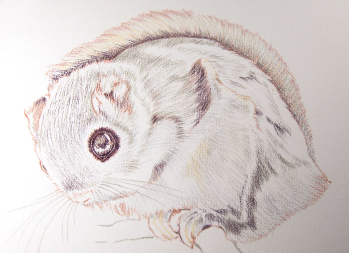 �y�b�g ����G �ё���̍H���������̗l�q���m��,���É��s,�L�c�s,��{�s,��t�s,�D���s