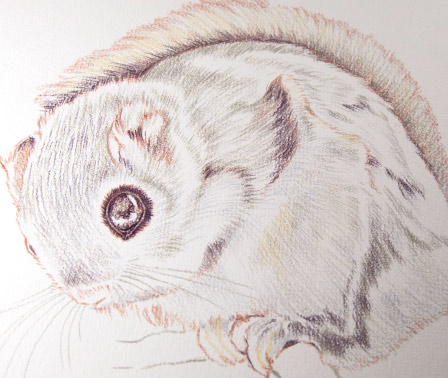 �y�b�g ����G �ё����i �H�� �������a�̎R��,�a�̎R�s