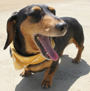 �y�b�g����G���� �������I ���쌧,�����s,��o�s,�ۋT�s