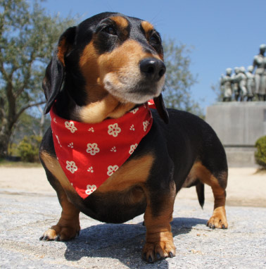 �y�b�g����G���� �������I ���쌧,�����s,��o�s,�ۋT�s