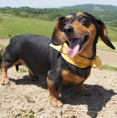 �y�b�g����G���� �������I ���쌧,�����s,��o�s,�ۋT�s