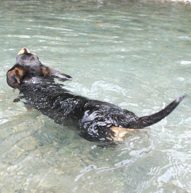 �y�b�g����G���� �������I ���쌧,�����s,��o�s,�ۋT�s