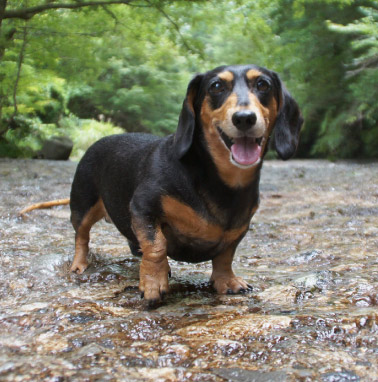 �y�b�g����G���� �������I ���쌧,�����s,��o�s,�ۋT�s