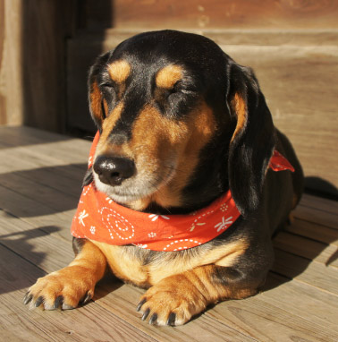 �y�b�g����G���� �������I ���쌧,�����s,��o�s,�ۋT�s