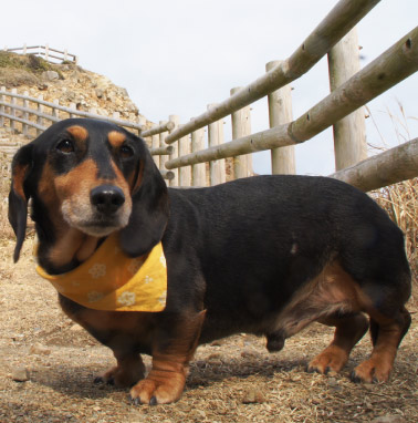 �y�b�g����G���� �������I ���쌧,�����s,��o�s,�ۋT�s