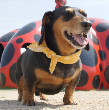 �y�b�g����G���� �������I ���쌧,�����s,��o�s,�ۋT�s