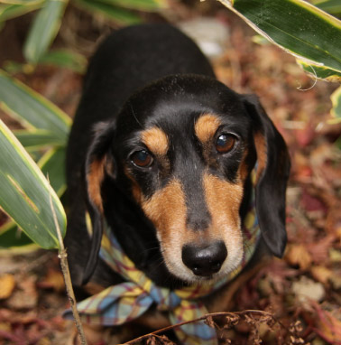 �y�b�g����G���� �������I ���쌧,�����s,��o�s,�ۋT�s