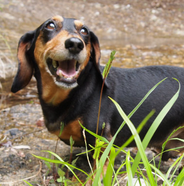 �y�b�g����G���� �������I ���쌧,�����s,��o�s,�ۋT�s