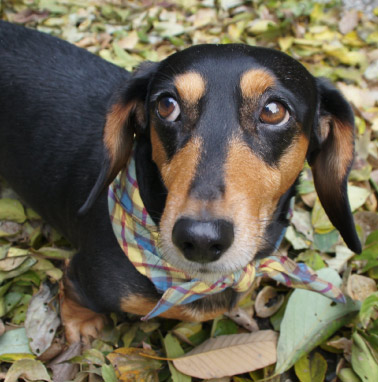 �y�b�g����G���� �������I ���쌧,�����s,��o�s,�ۋT�s