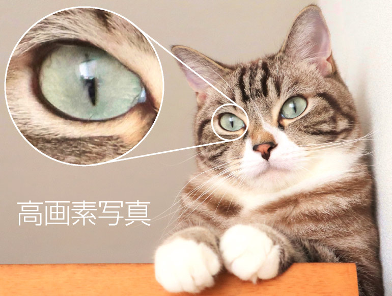 �y�b�g����G���� ���掿�ʐ^�A�g�債���Ƃ��ɑN���ɏڍׂ��킩�� �򕌌�,�򕌎s,��_�s