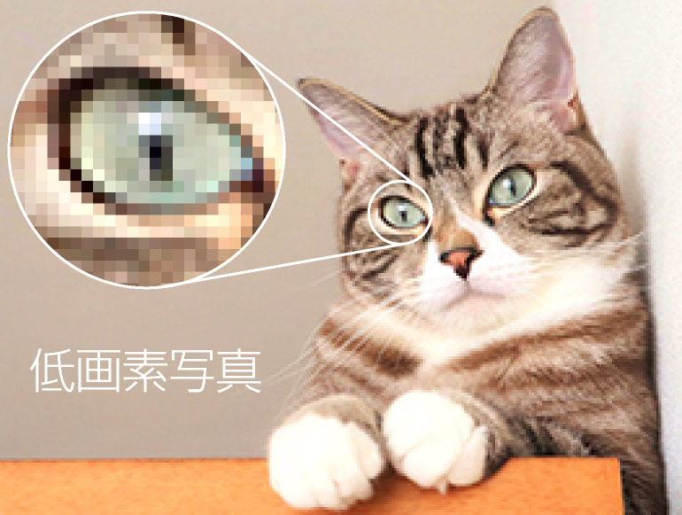 �y�b�g����G���� �����ʐ^�̗�A���łɃ{�P�Ă���B�g�債���Ƃ��ɏڍׂ��킩��Ȃ� �򕌌�,�򕌎s,��_�s