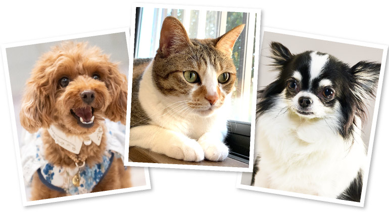 �y�b�g����G���� ���킢���ʂ��Ă�����́A�N���Ȃ��́A�S�̂��ʂ��Ă������ �򕌌�,�򕌎s,��_�s