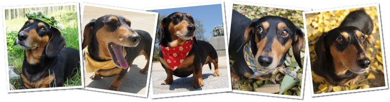 ペット似顔絵.肖像画製作 うちの愛犬自慢 自慢の写真 ミニチュアダックスフント 岡山県,岡山市,倉敷市,津山市,玉野市