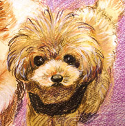 �y�b�g����G.�ё��搻�� �������T���v�����~�j�`���A�E�V���i�E�U�[ ���m��,���m�s,�썑�s,���ˎs