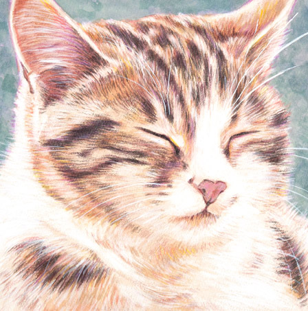 �y�b�g����G���� �������T���v��(�ڍהL �_�ސ쌧,���l�s,���s,���͌��s,���{��s,����s