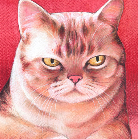 �y�b�g����G���� �������T���v��(�ڍהL �_�ސ쌧,���l�s,���s,���͌��s,���{��s,����s