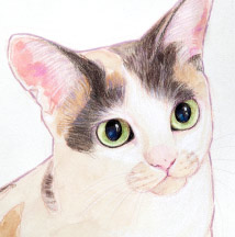 �y�b�g����G.�ё��搻�� �������T���v���L �m���E�F�[�W�����E�t�H���X�g�E�L���b�g�O�d��,�Îs,�l���s�s,�ɐ��s,����s